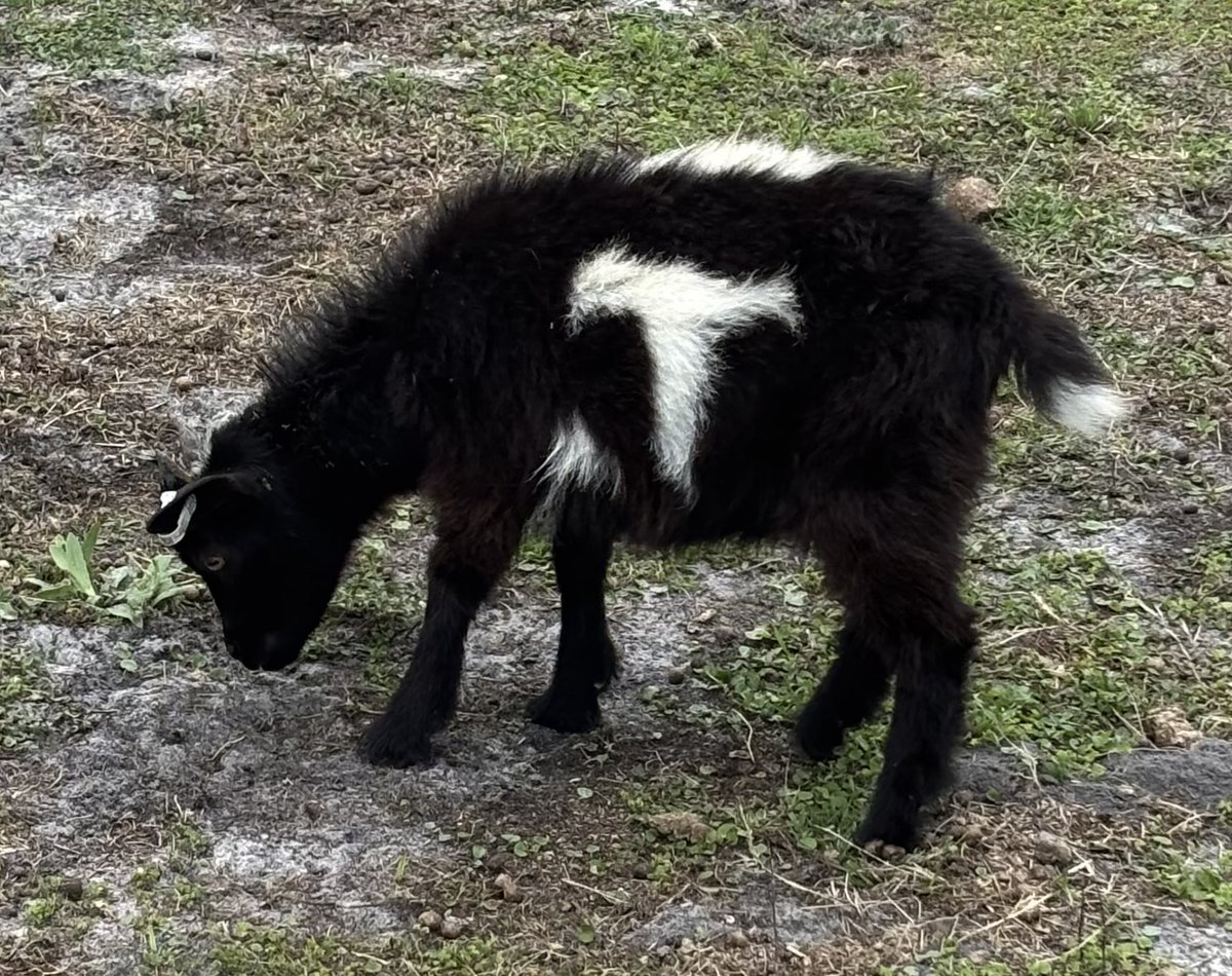 VanGoatFarm tweet media