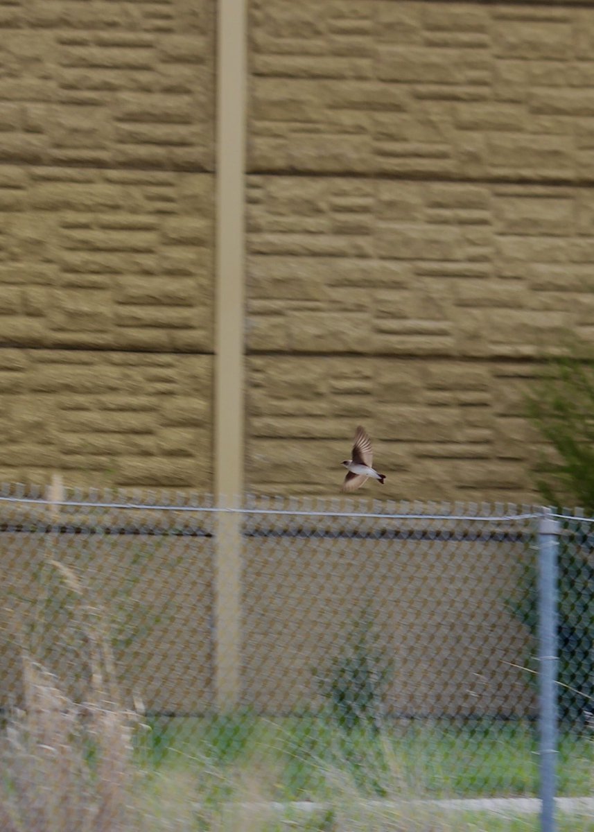 gardeinqueen's tweet image. still #learning to take good photos but here’s some shots from todays #birdwalk