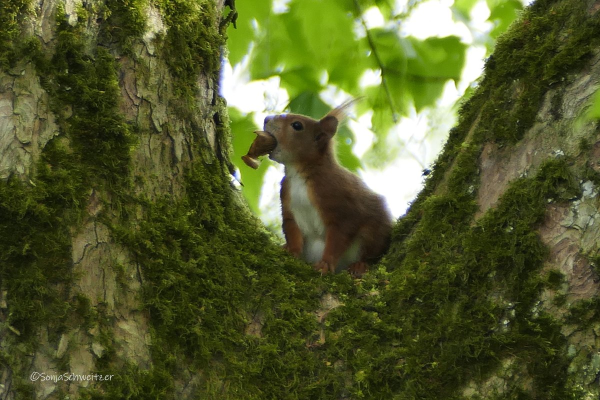 HessenSonja5767's tweet photo. Eichhörnchen 🥰....................... #Tiere #Hörnchen #Eichkätzchen #Eichkater #Eichhörnchen #Sciurus #Natur #Fauna #Nagetier #Wildtier https://t.co/YrZi1Y5cgk