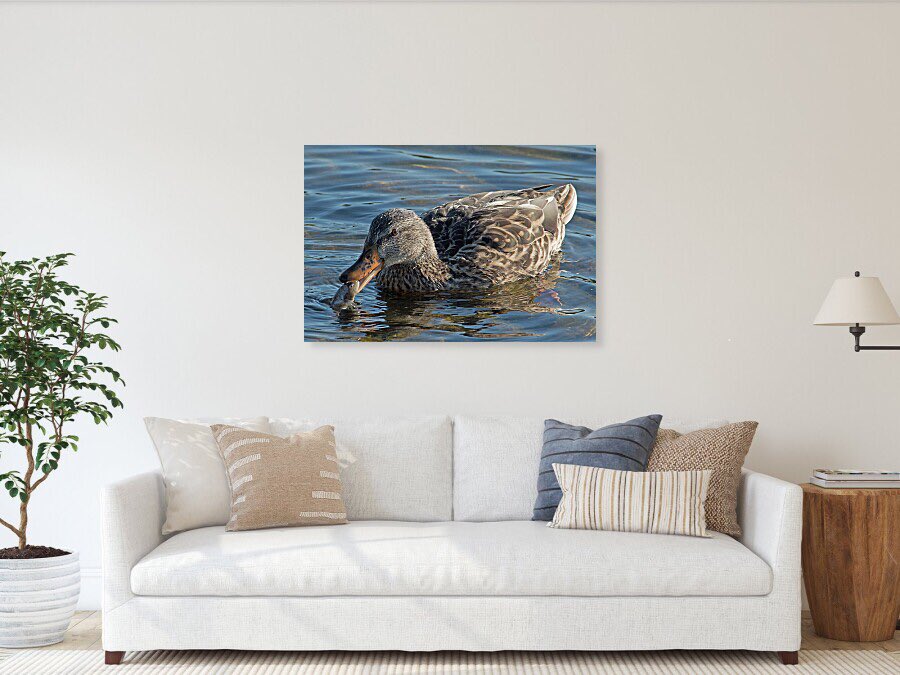 shonna99784's tweet image. A duck gracefully glides through clear waters, its feathers displaying intricate patterns. It has just caught a fish, showcasing a moment of natur… 🛒 ⬇️ 

Duck Catches Fish in Clear Waters - Acrylic shonnahawkinsphotography.com/featured/duck-…

#WildlifePhotography
#Mallard
#Fish
 #KempenfeltBay