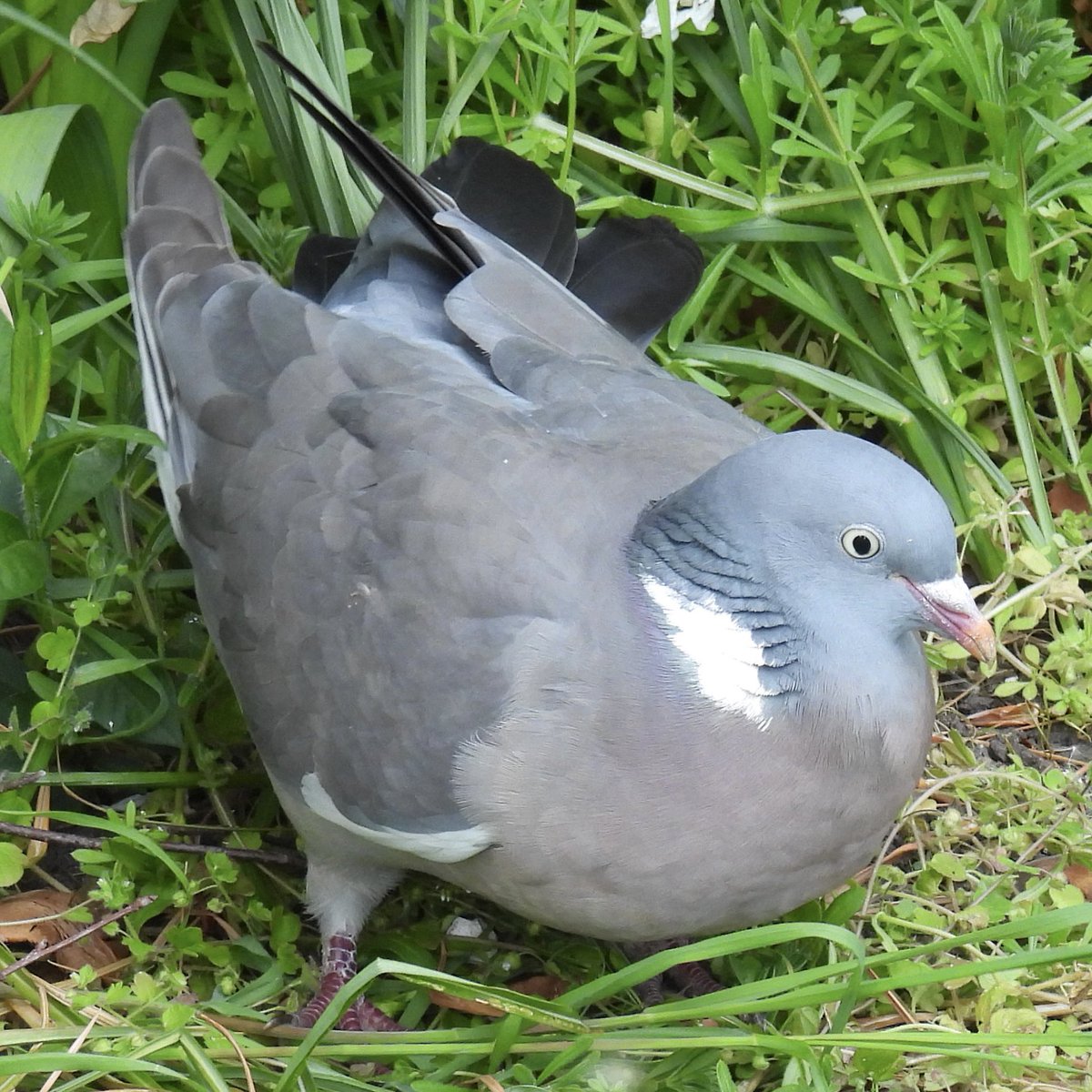 Palumbus_Pics's tweet image. Woodie looking for food #woodpigeon #birds #naturephotography