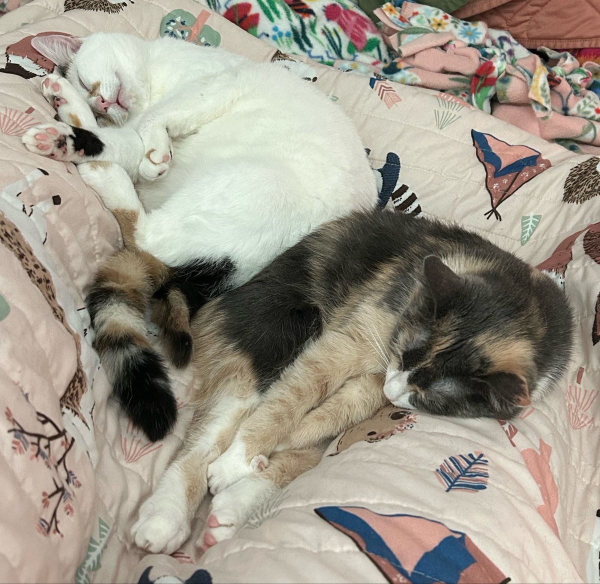 monkey & zoe ❤️ oreo 🌈 tweet media