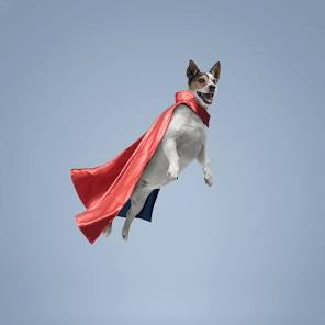 Dog. tweet media
