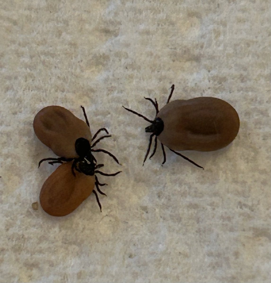 cmcayley's tweet image. Had to remove some ticks from Doug the Dog 🐶 after his sojourn in the bluebell woods of Wiltshire. Dog owners beware: the warm dry conditions mean these little buggers are everywhere! #lymedisease #ticks ⁦@lymedisease8⁩