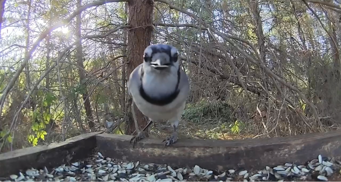 Birdaction tweet media
