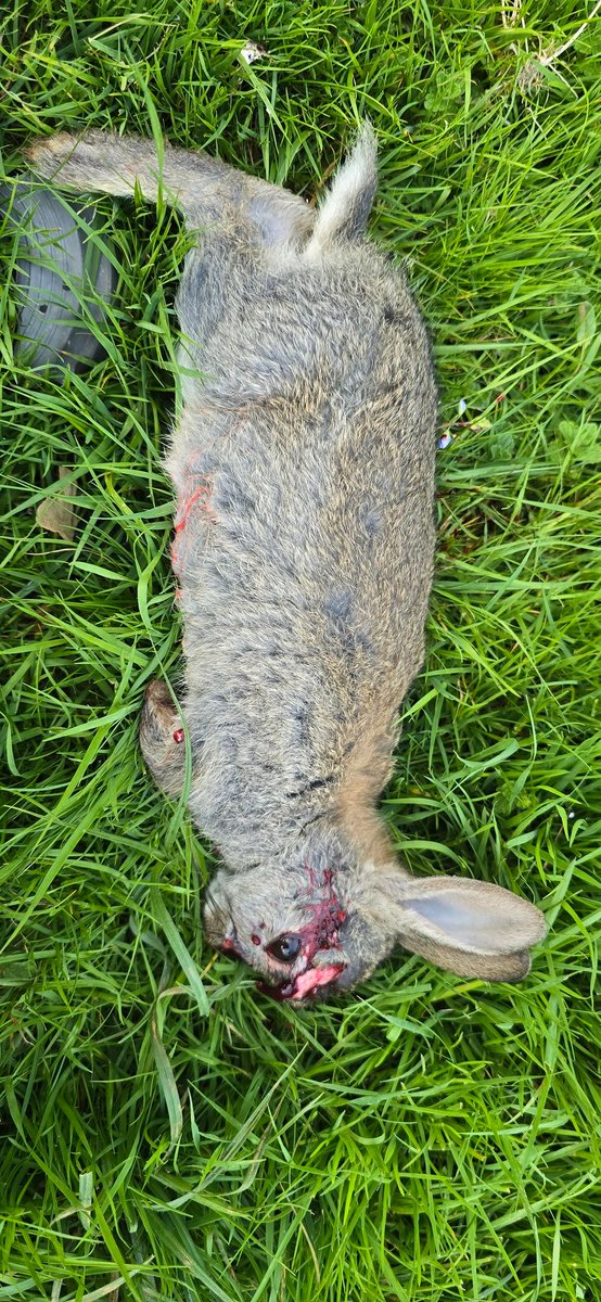 davsurfa's tweet image. The first 2 were shot one side of the perm, number 3 just took a full on lobotomy at 30yards #airrifle #shooting #hatsan #at4410 #weirhauch #xl #hikmicro #cheetah #lrf #jsb #exact #pestcontrol #vermin #cleankill #freezerfilling