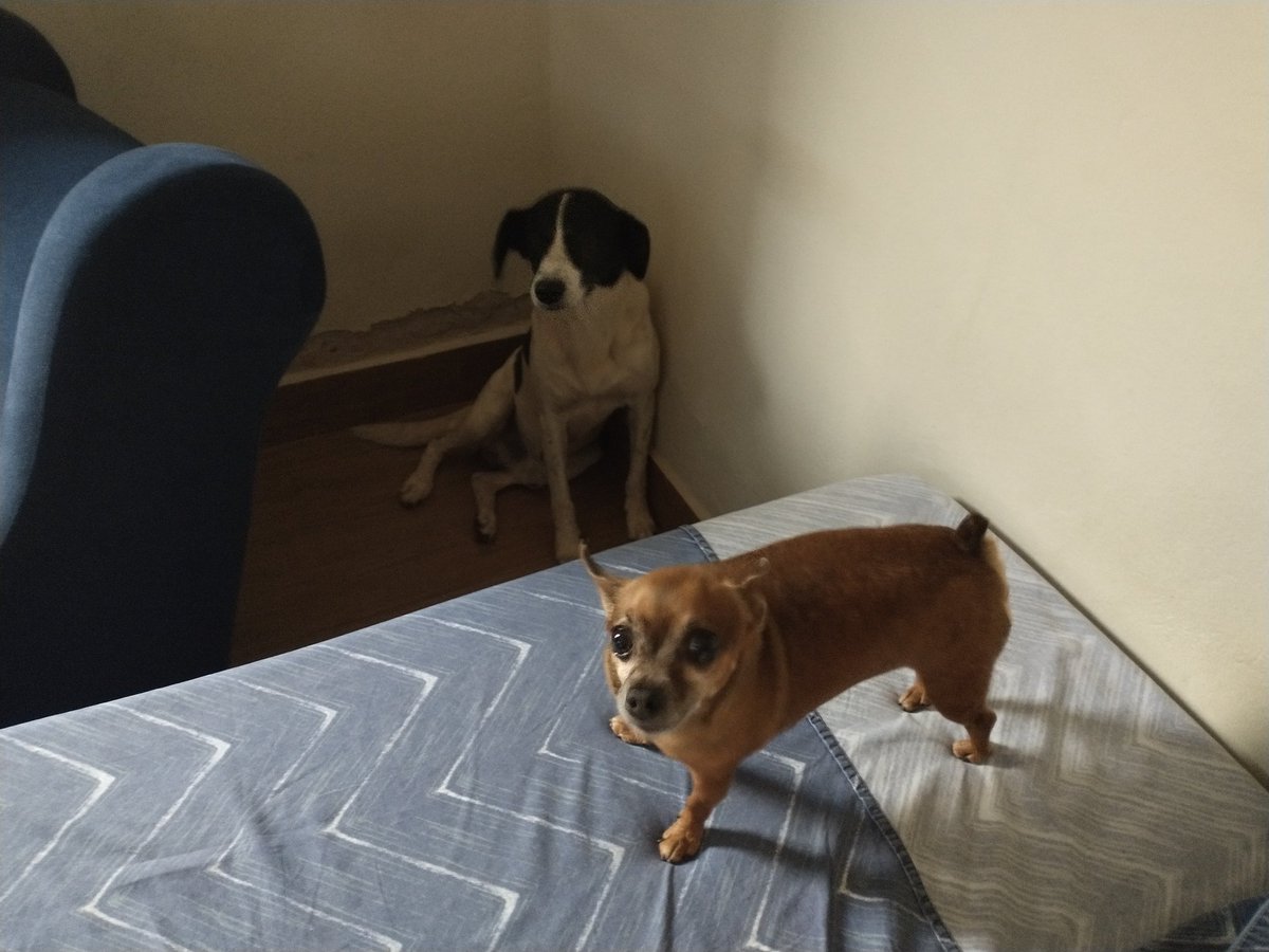 AlexPontaGross1's tweet photo. @del_brunolima Pet pra mim é GARRAFA
O meu CACHORRO chama Chiquinho
Aliás tenho 2 CACHORROS:
Chiquinho
( #Pinscher )
Kiko
( #Viralatas que peguei da rua )
É muita FRESCURA chamar CACHORRO de pet
🤦🤦🤦 https://t.co/ZrErVu8aUZ