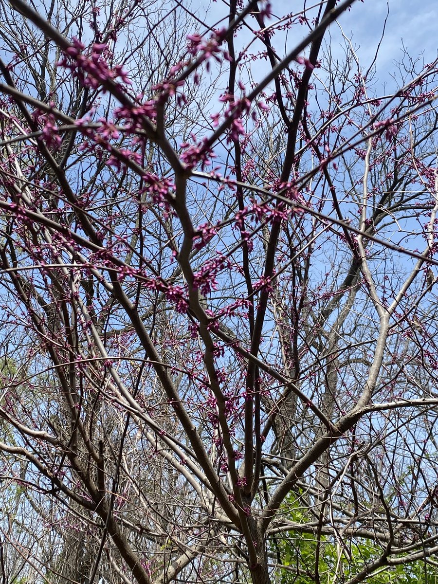 Jdavis_Halton's tweet image. The redbuds are coming… the redbuds are coming. #spring #Ontario 🇨🇦