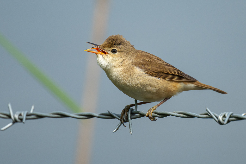 Steve Liptrot Photography tweet media