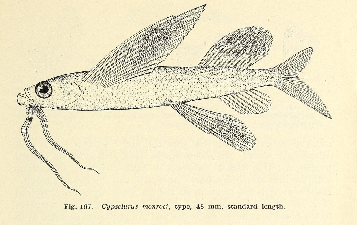 fishpoasting's tweet photo. Synentognathi
Zoologica Vol. VIII (1926-1931) https://t.co/6bPWYXpdCV