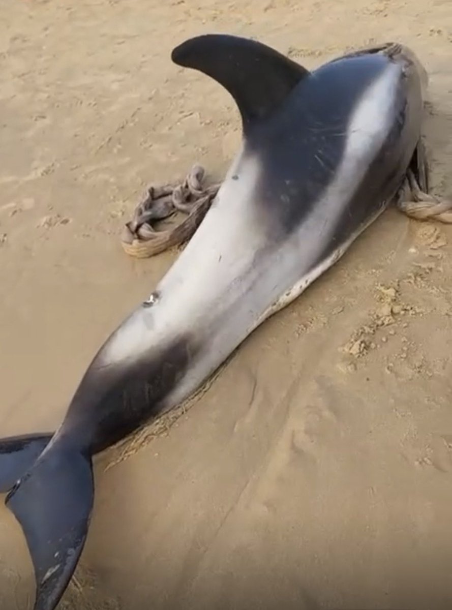 AnnemarieConsul's tweet photo. Op het strand van Egmond is een levend gestrande witsnuitdolfijn aangespoeld. Hulpverleners zijn ter plaatse https://t.co/2Mf28K9eeb