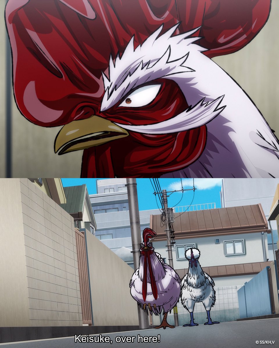 Rooster Fighter tweet media