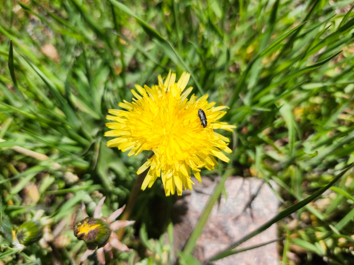 GregLionhart's tweet image. #Dandelion #Hiking #MyPhoto #Photography