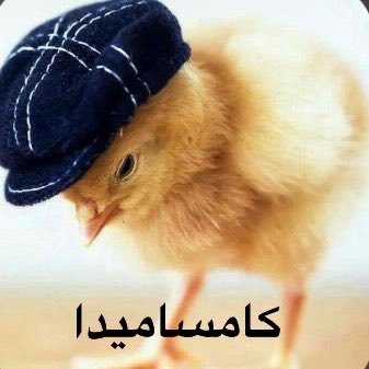 ghada tweet media