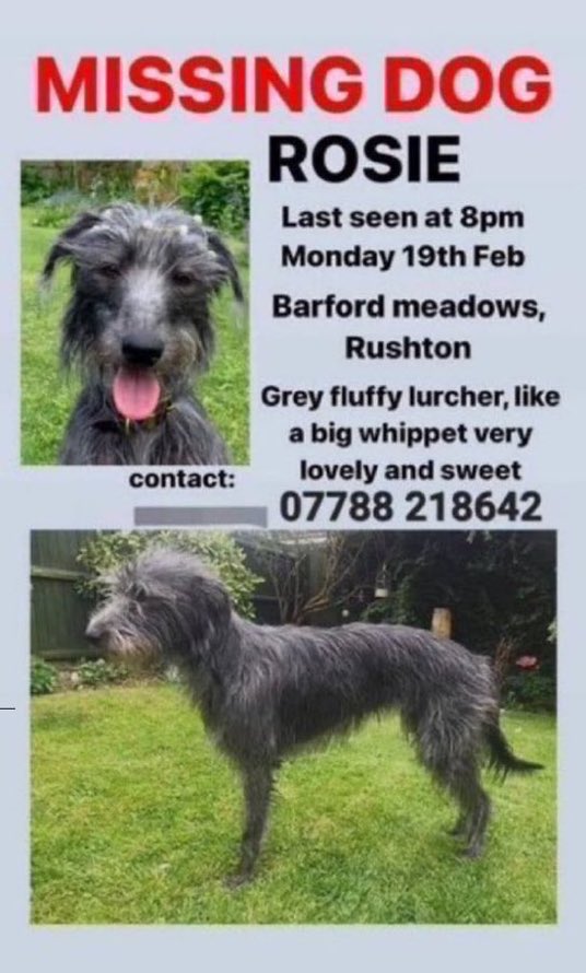 LisaClareRead2's tweet image. Please RT #stolendoghour 
Have you seen Rosie the lurcher? 
 She’s been  #missing since 19th February 2024 whilst on a walk in Barford Meadows #Rushton #Kettering #NN14 #Northamptonshire 
⬇️⬇️

Please report any sightings to number on poster. #lurcher