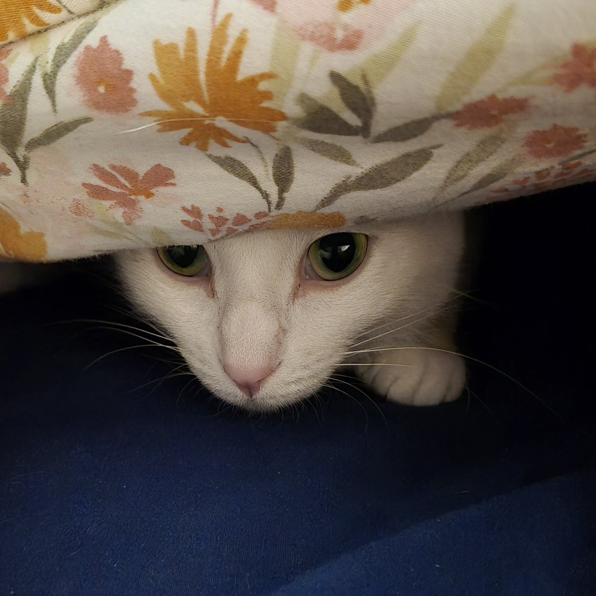 White Cat Hobbies tweet media