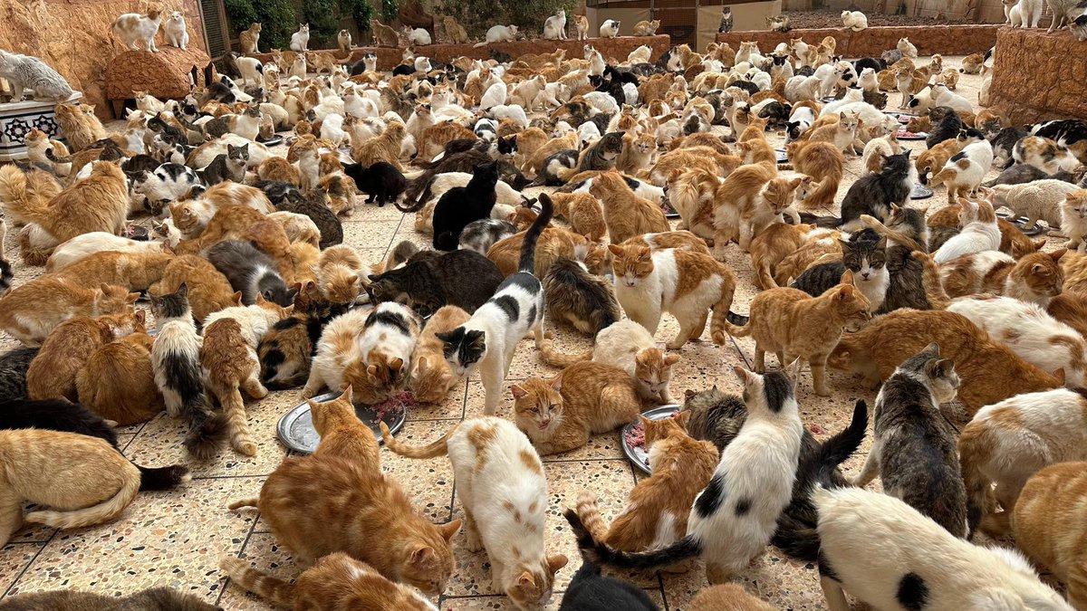 Ernesto’s Sanctuary for Syrian Cats tweet media