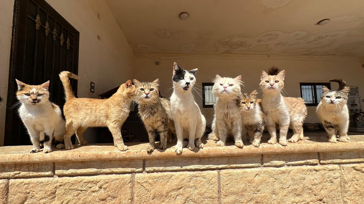 Ernesto’s Sanctuary for Syrian Cats tweet media