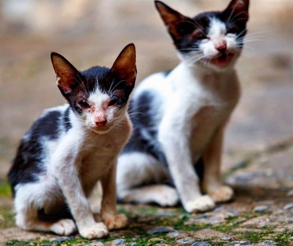 Network For Animals 🐾 tweet media