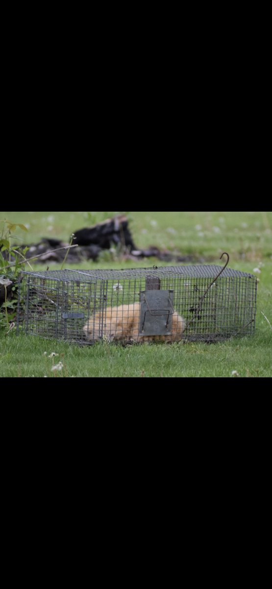 stuartblackwel2's tweet photo. another staged photo . cant even sett the trap right😂 https://t.co/Q9BRcYcivE