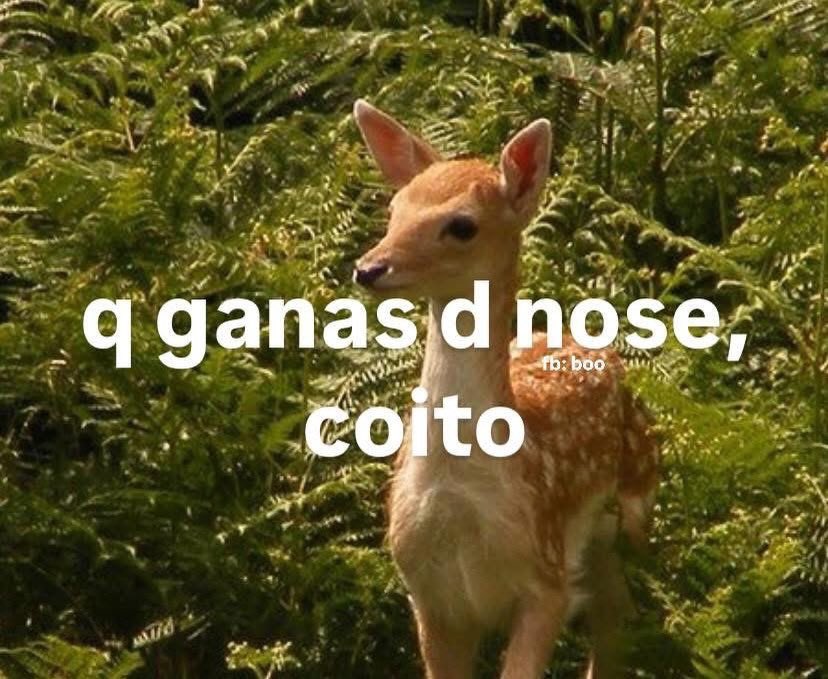 Mundo de Bigotes tweet media