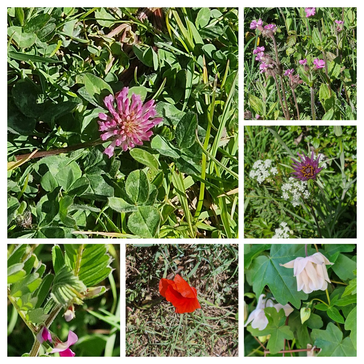StroudStory's tweet photo. Newly out for my May #Stroud #flowercount #wildflowerhour red clover, red campion, salsify, common vetch, field poppy, columbine, clary sage, flag iris, guelder rose, bogbean, wayfaring tree, spindle amongst others - although celandines and violets were still just hanging on... https://t.co/1FA8Canq6i