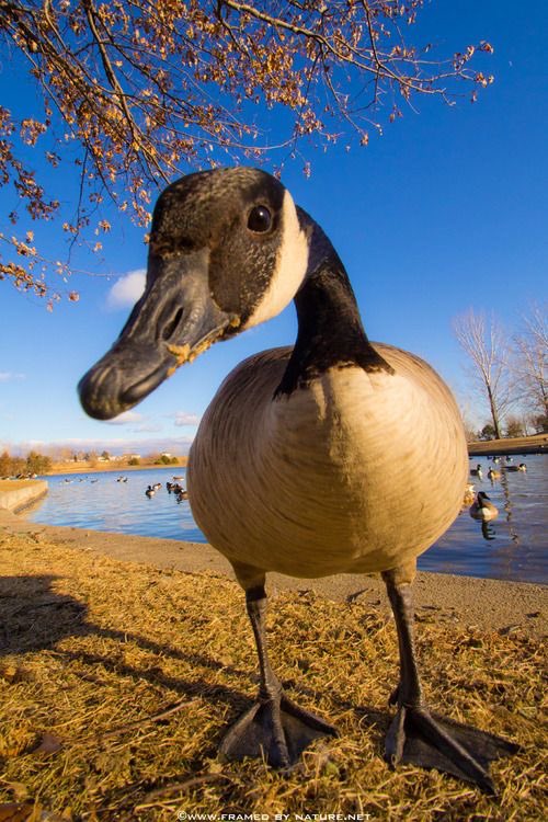 Goose tweet media