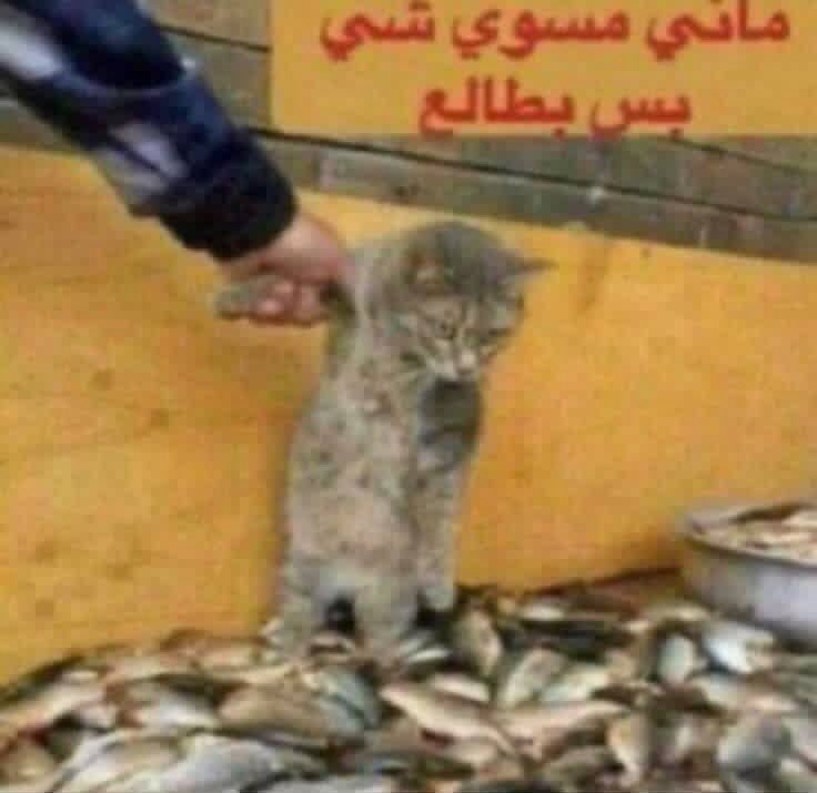 Misa𐙚 tweet media