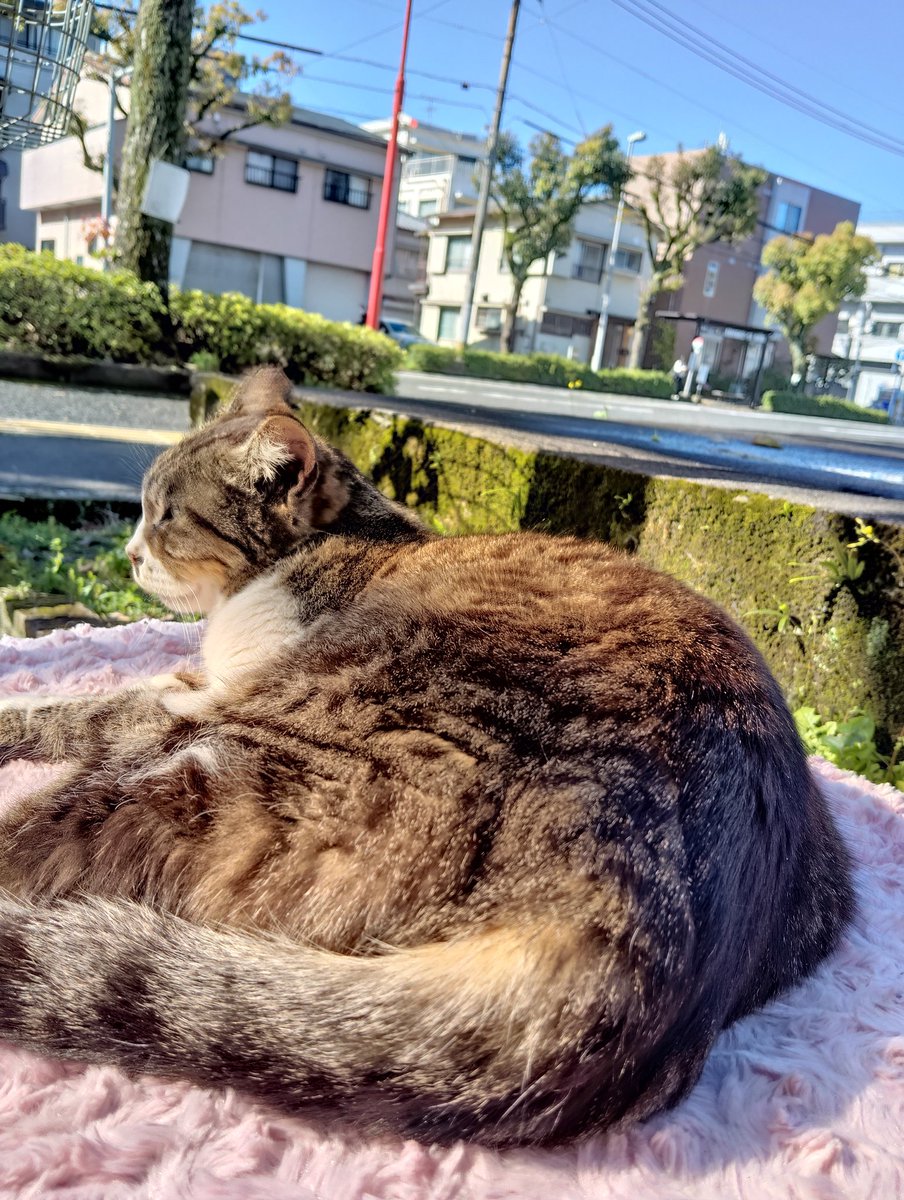 <a href="/rkNq1zz9auIv0cC/">かんみかん</a> はい、ケツ曜日のプーちゃん 🐹💤