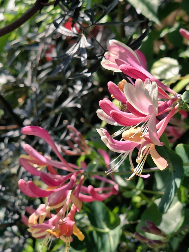 Rachael67947693's tweet image. Love this honeysuckle against the Sambucus black lace. 
Have a lovely evening all
#flower #garden #gardening #plant