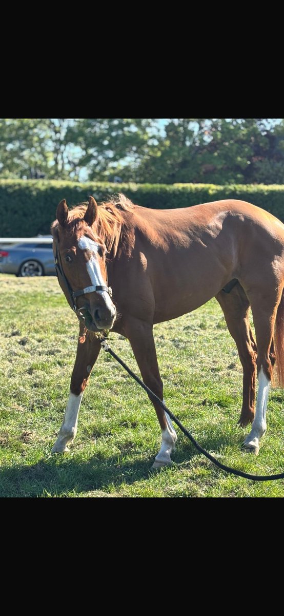 Louie633's tweet image. 2,000 guineas day ticked off
#Newmarket
Onwards and upwards
@QThoroughbreds 🖤💛
