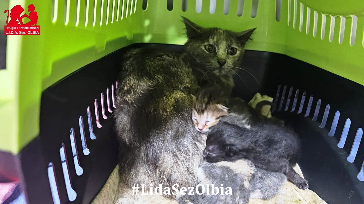 Lida sez. Olbia ODV tweet media