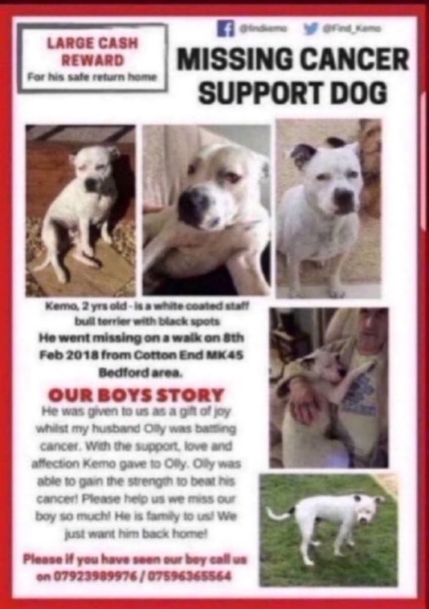 LisaClareRead2's tweet image. Please RT #stolendoghour 
Where is Kemo 💔?
Missing for 8 years now 😢😢 
He went missing on a walk from the #CottonEnd area in #Bedford #MK45 Have you seen him? #FindKemo #missingdog 
#dogs #Staffie