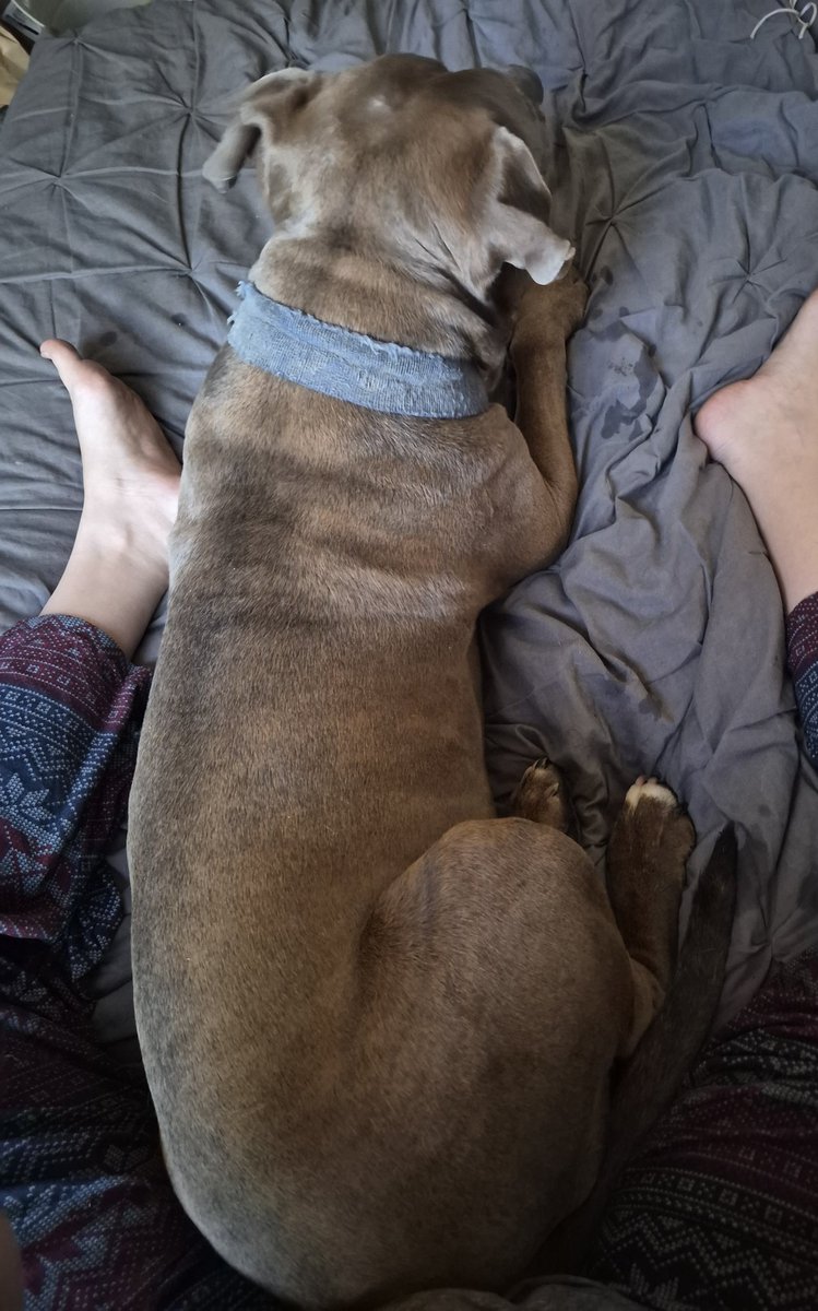 SinfulSia's tweet image. Found a stray dog today. Been trying to find his owners but in the meantime, he's got air conditioning and water and all the love in the world 🖤
#lostdog #founddog #bigboy