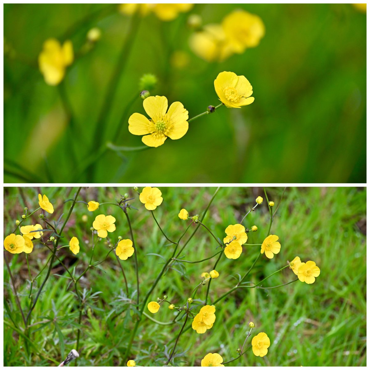 lancsgp's tweet image. Meadow Buttercup looking splendid along road verges that have not been mowed. #wildflowerhour #buttercupchallenge #lancashire