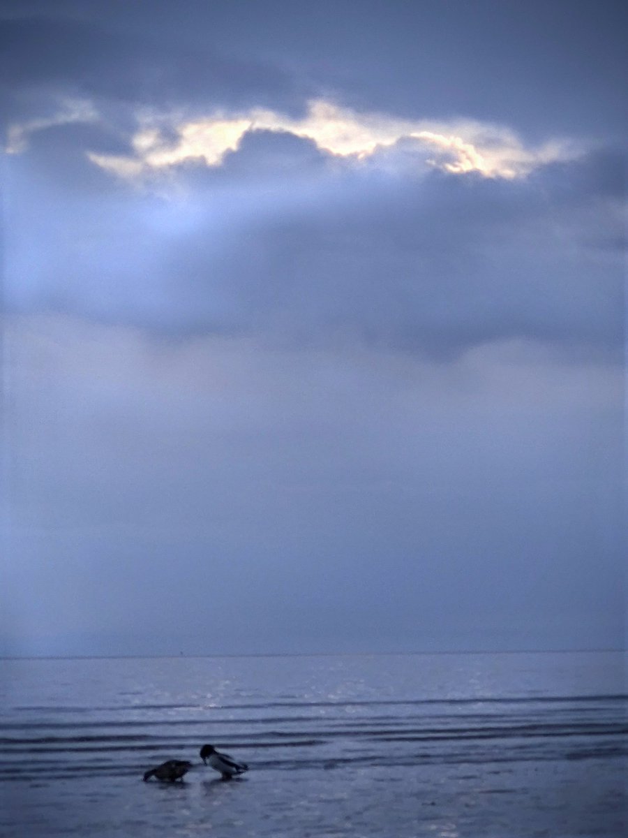 gentlemandom85's tweet photo. Tonight at the beach 🖤 https://t.co/ovi3jBndHR