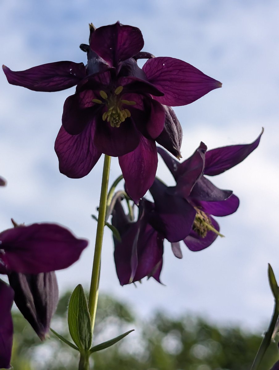 MDumont75's tweet image. #Paris Quelques fleurs du jardin des plantes pour agrémenter cette soirée dominicale.