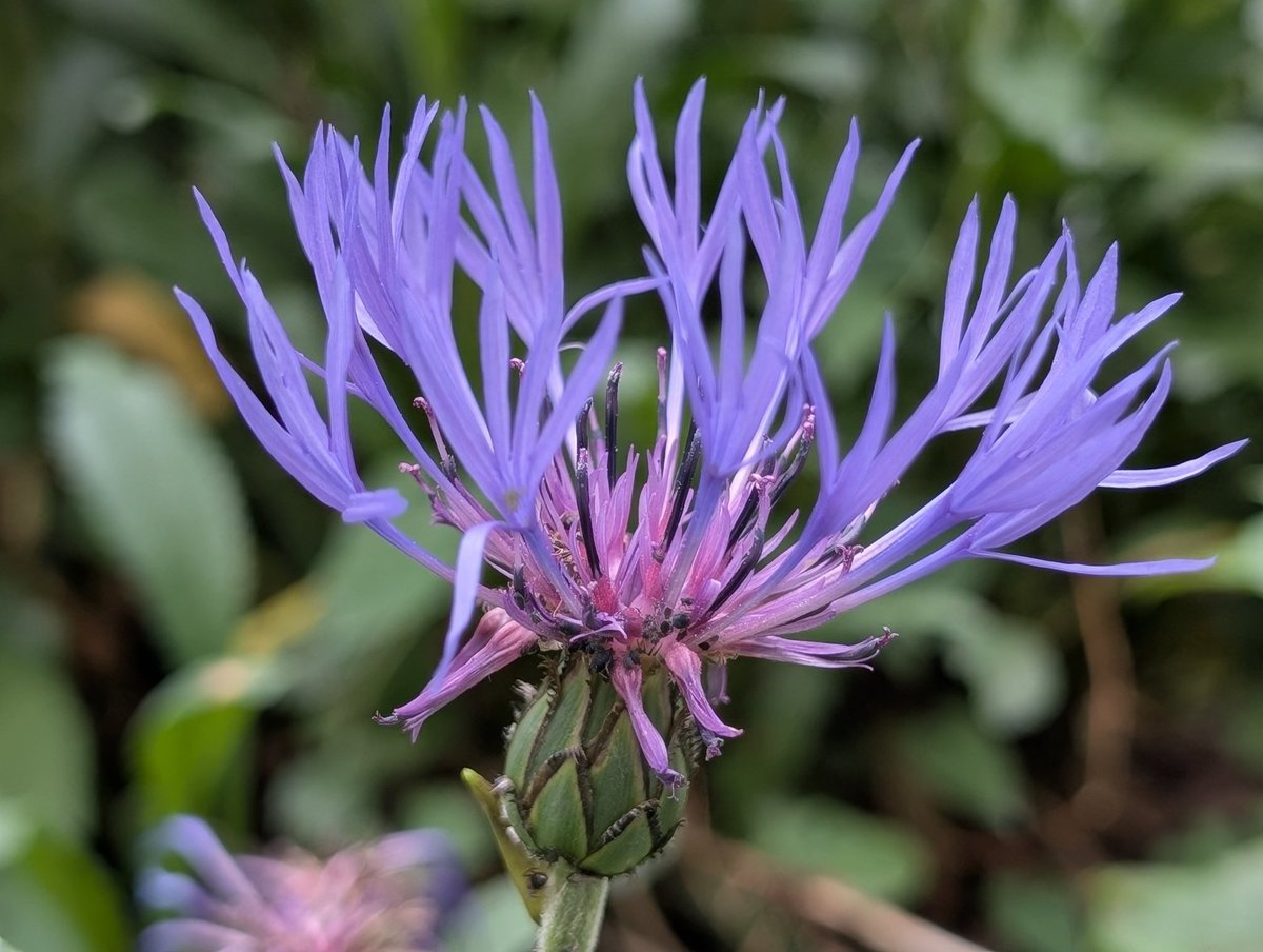 MDumont75's tweet image. #Paris Quelques fleurs du jardin des plantes pour agrémenter cette soirée dominicale.