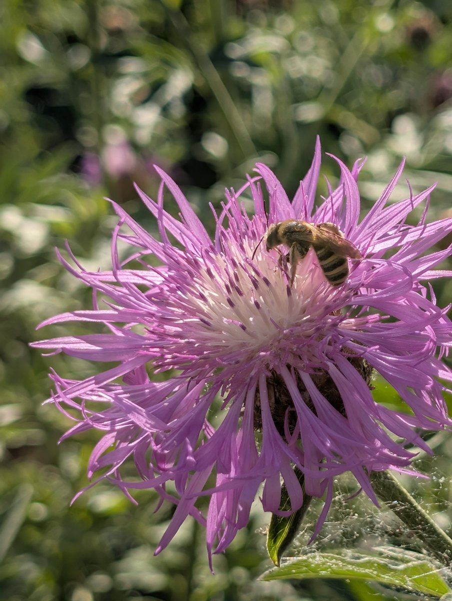 MDumont75's tweet image. #Paris Quelques fleurs du jardin des plantes pour agrémenter cette soirée dominicale.