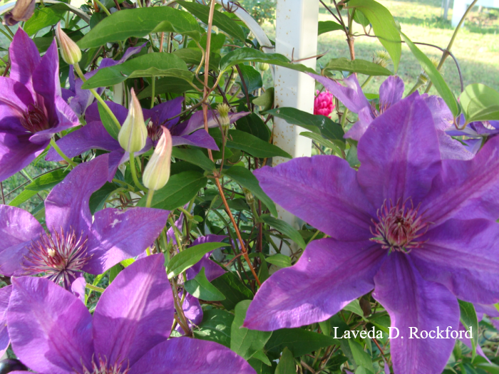LavedaDRockford's tweet image. Light, Beauty, Strength of Time
This bright sunshiny day brings beautiful sights during times of suffering. Why, you ask, can this be? Not how, but why. #poetry #light #hope #encouragement #love
lavedadrockford.blogspot.com/2026/05/light-…