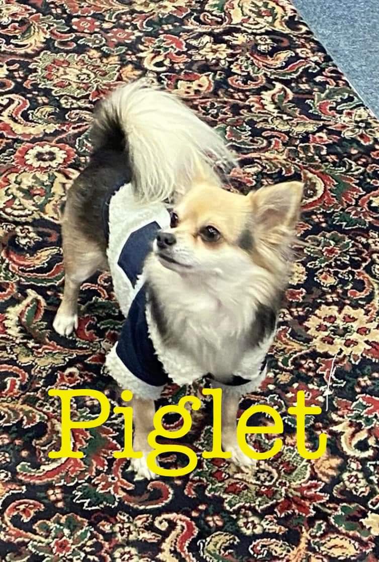 PIGLET

"Still hoping, still praying, still waiting on that one person to come forward with information that’ll lead to my boy being back home &amp; in my arms.

Until then we keep looking, sharing and getting my boys story &amp; picture out to as many people as possible" #STOLENDOGHOUR