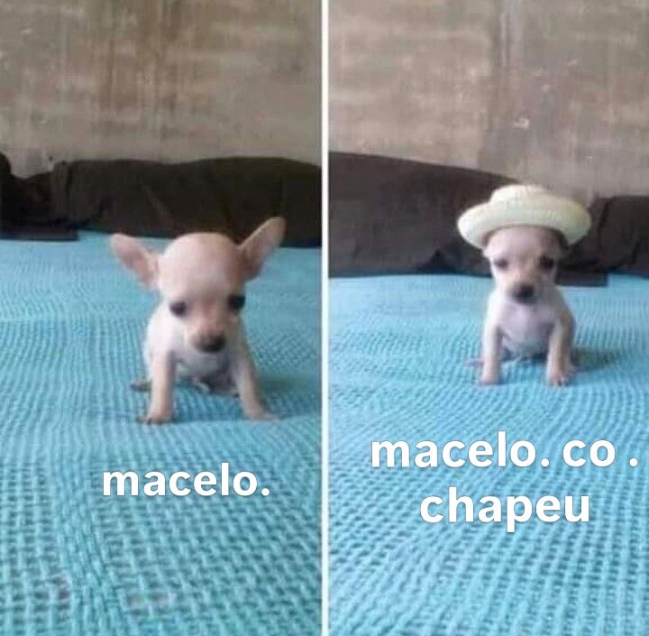 acervo doguinhos tweet media