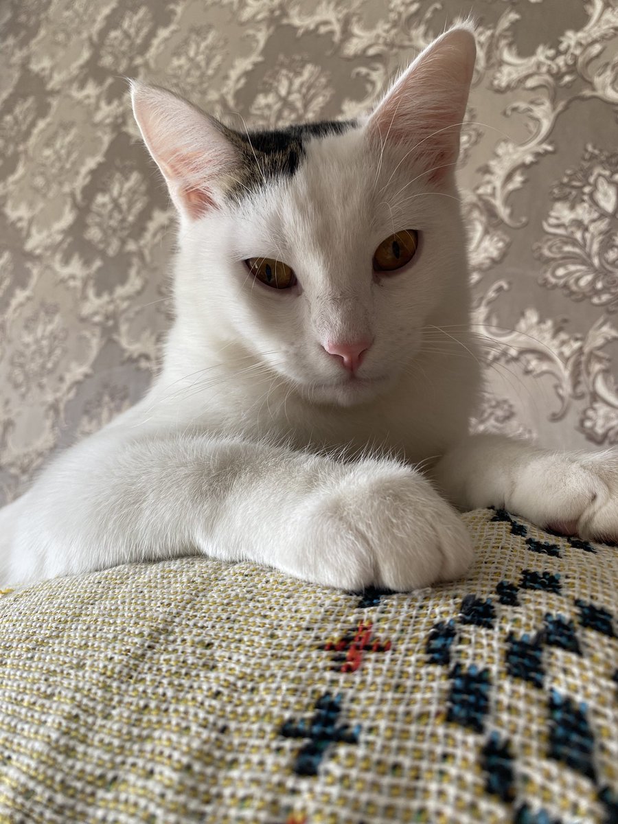 wildforestmuse's tweet image. Loki 💛 #cat #catlover #catlife #forestlife #animallover #mycat #cozyvibes #petlove #kitty #cutecat