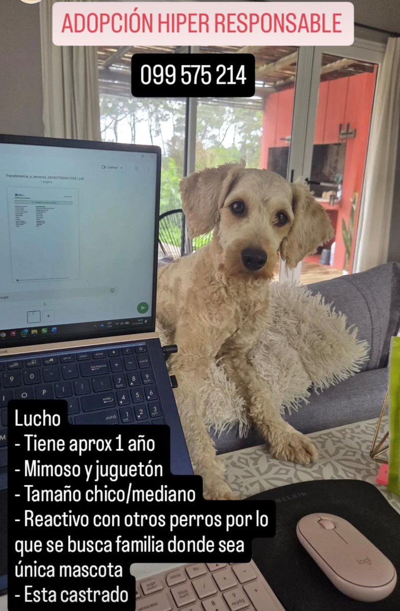 🇺🇾🌼🇮🇹 tweet media