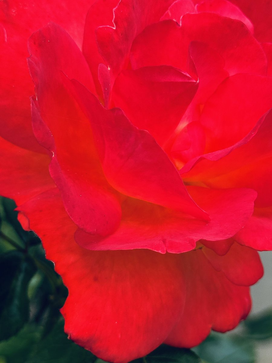 ADifferentLight's tweet image. Cloudy day but #flowers are still glowing and glorious! #rose #flowerphotography