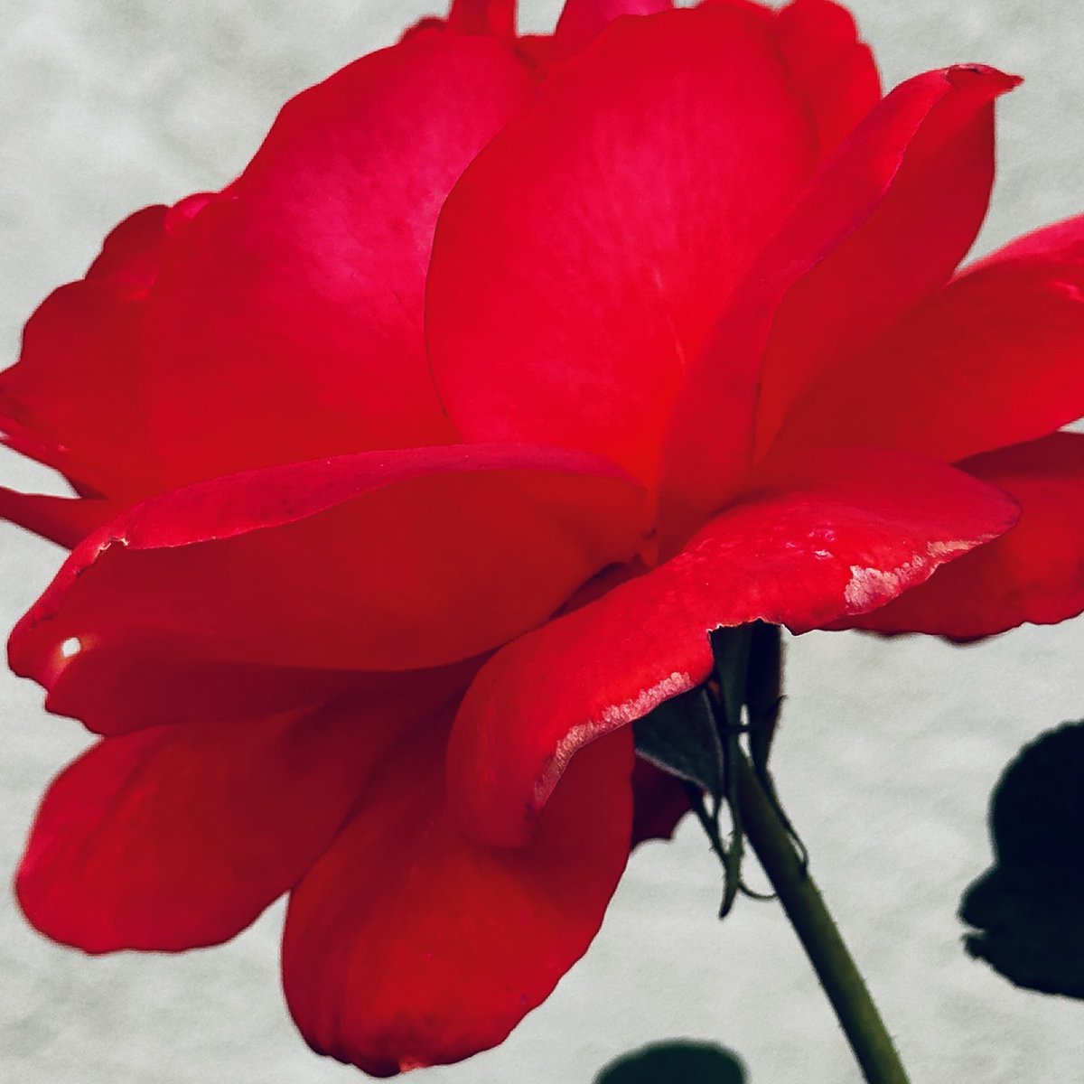 ADifferentLight's tweet image. Cloudy day but #flowers are still glowing and glorious! #rose #flowerphotography