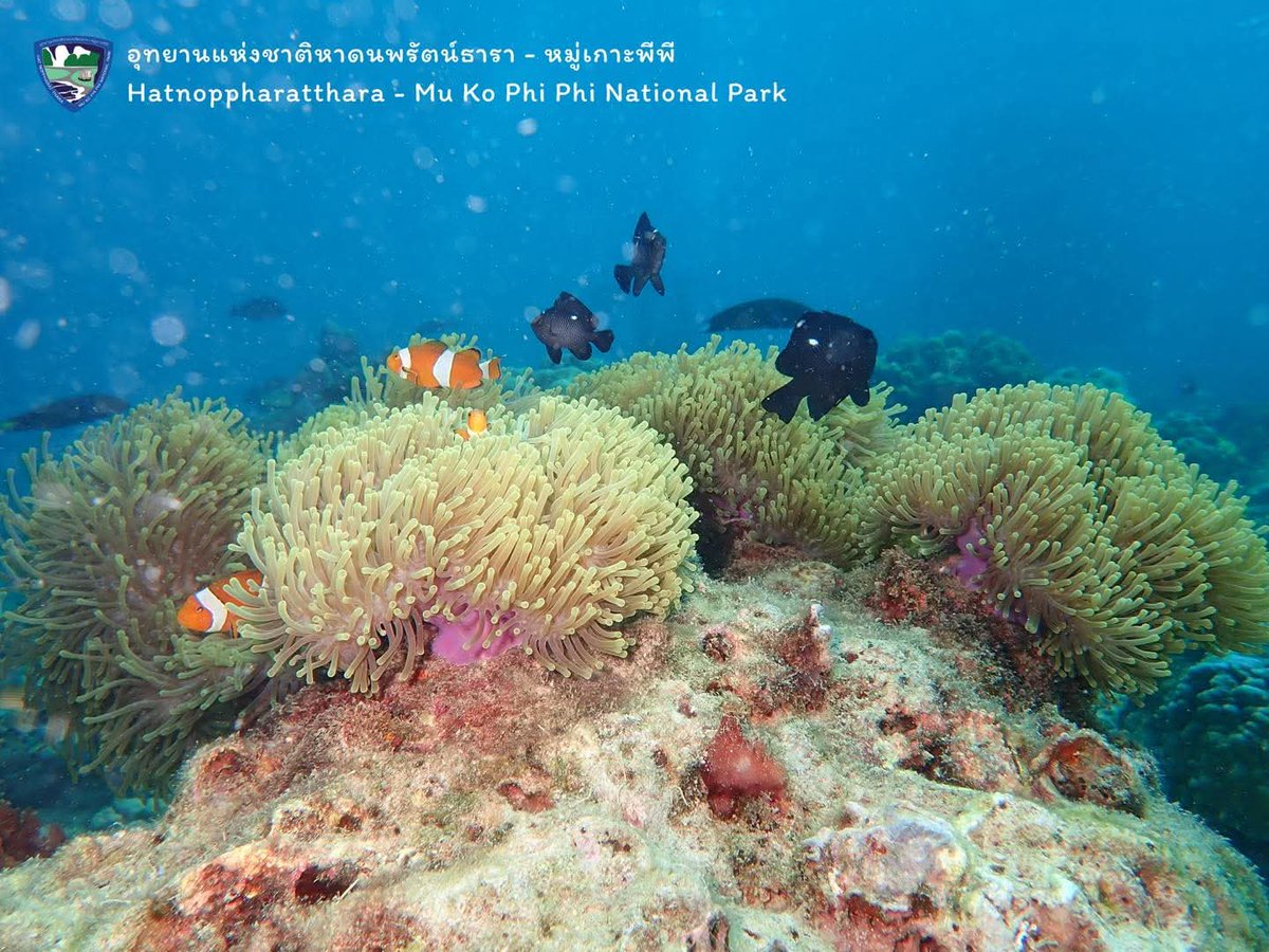 กรมอุทยานแห่งชาติ สัตว์ป่า และพันธุ์พืช tweet media
