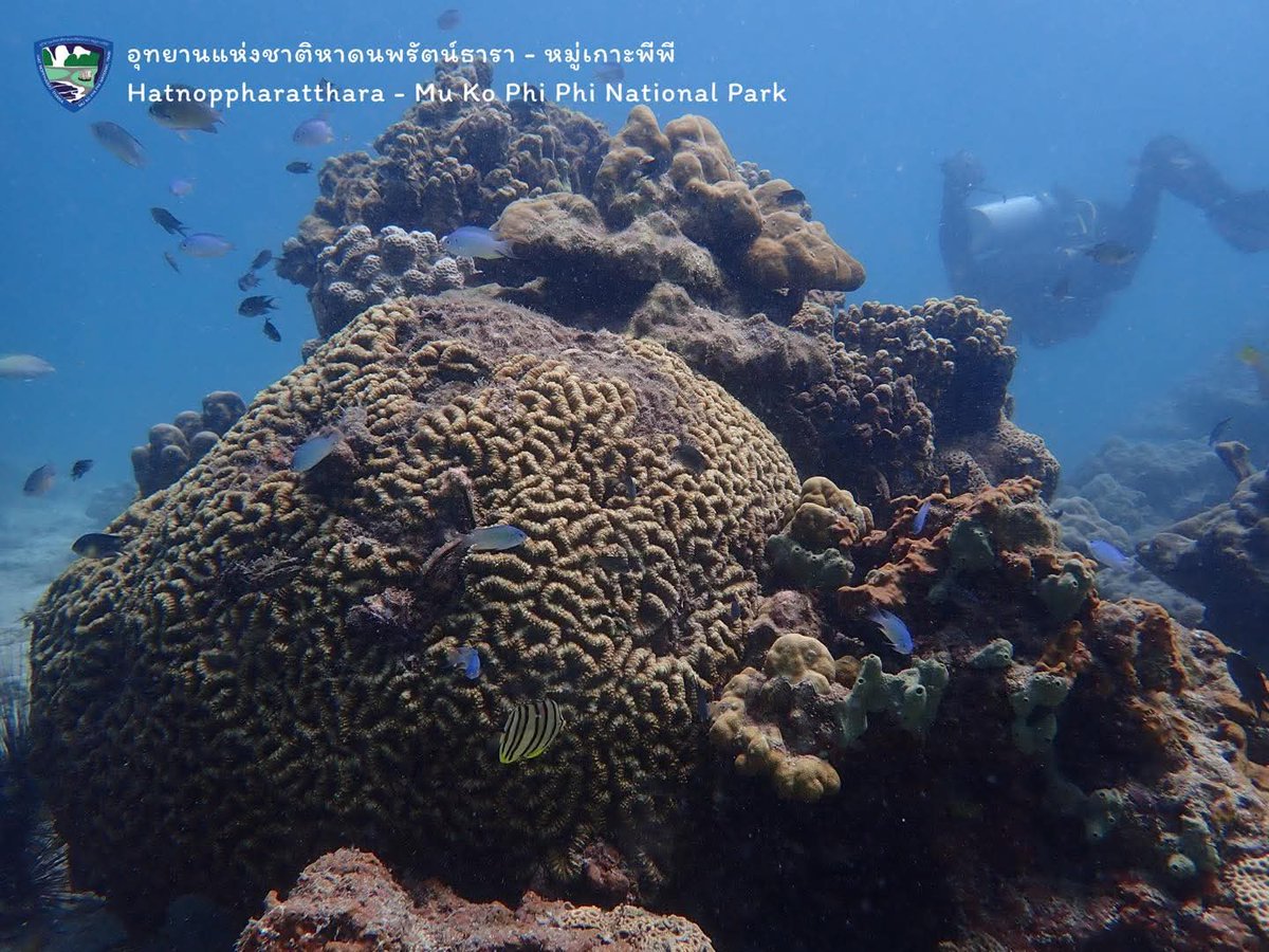 กรมอุทยานแห่งชาติ สัตว์ป่า และพันธุ์พืช tweet media