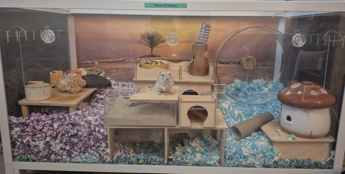 BDMed_Bear's tweet image. Gerbil clean out day!! My favourite day of the month is deep clean day for Salt and Pepper! Look how happy they are at the end 💛 #bearswithjobs #weekendvibes #bekindtoanimals #gerbils