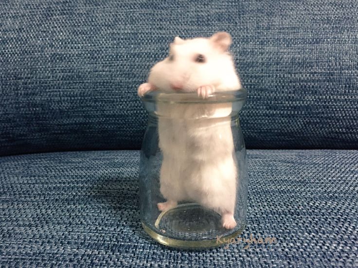 hamster tweet media